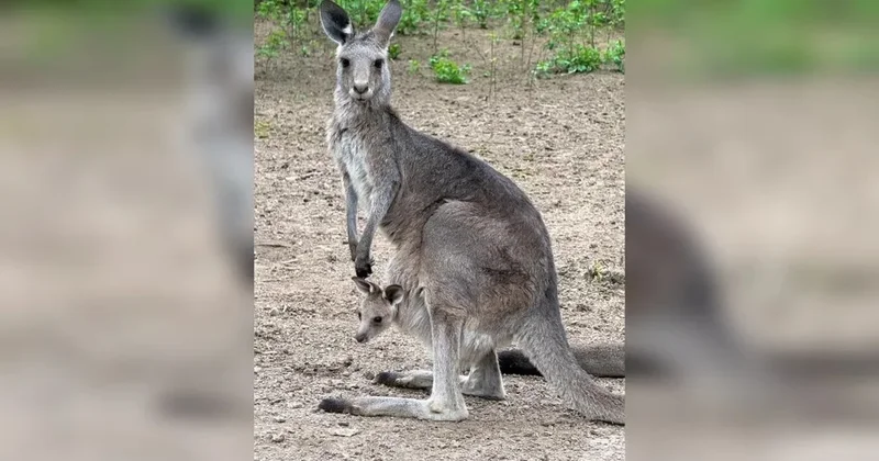 В зоопарке Алматы новорожденным кенгурятам дали имена