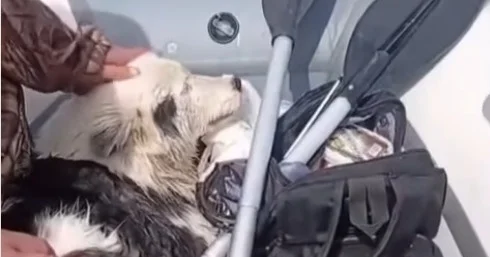 Балықшылардың мұз көшкінінде қалып қойған итті құтқарып қалды