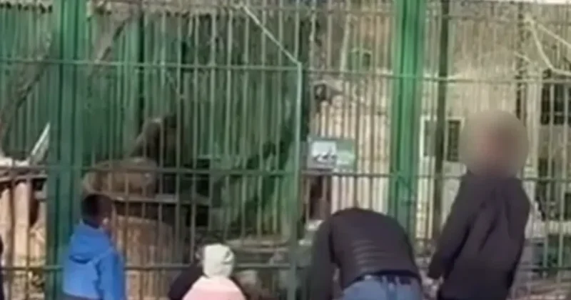 Казахстанцев возмутил случай жестокого обращения со львами в Семее