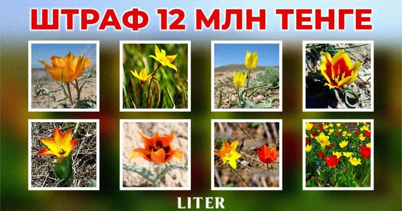 Не уверен не рви: какие растения и грибы могут оставить вас без денег в Казахстане