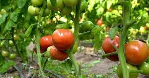 Қазақстанда қызанақ әкелуге уақытша тыйым енгізу жоспарланып отыр