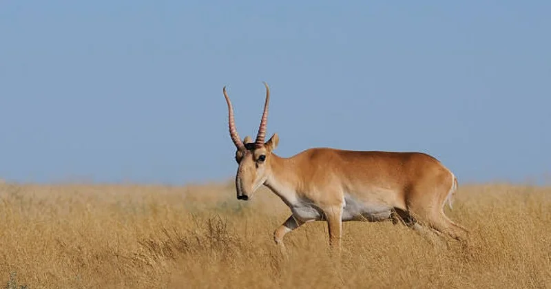 Будущее сайгаков обсудили WWF и Казахстан в ОАЭ