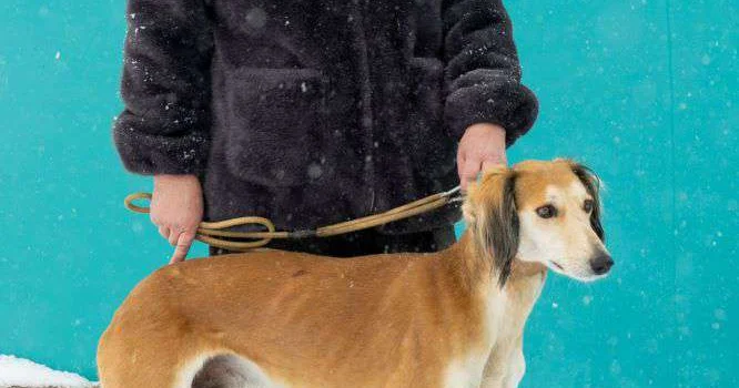 Возрождая казахскую породу тазы