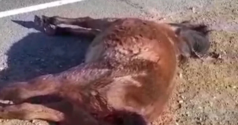 Ақтөбе Астрахань жолында мал өлімі жиіледі