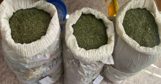Более 50 кг марихуаны изъяли у жителей Жамбылской области