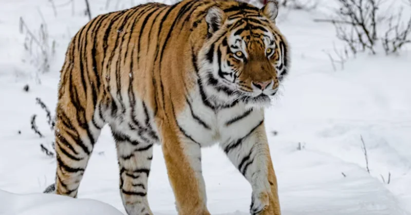 Четырех амурских тигров Россия передаст Казахстану