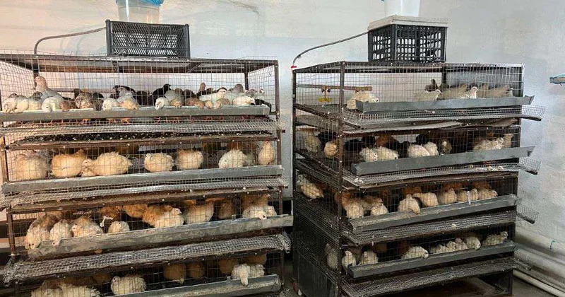 Ветеринария стратегический ресурс для села