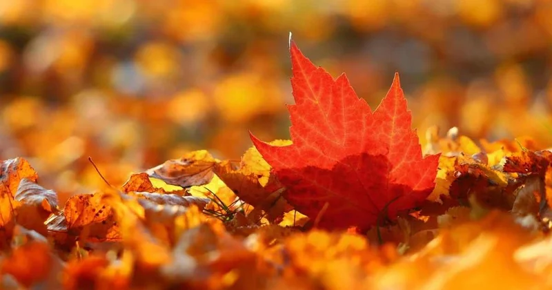 Переменная облачность и легкий ветер ожидается в Шымкенте