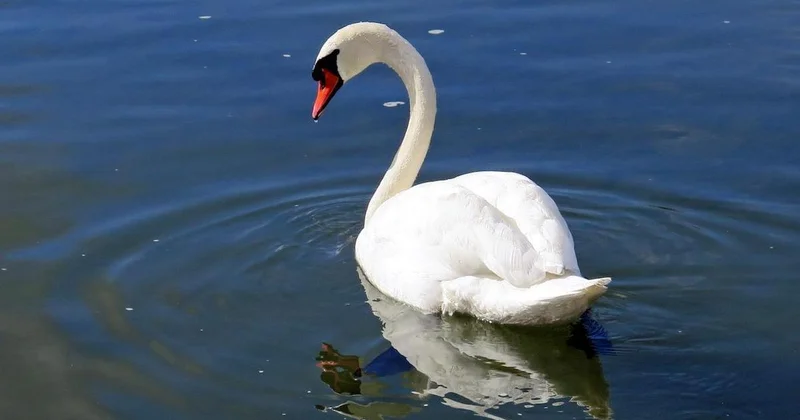 Спасательную операцию развернули в Кокшетау из за одинокого лебедя (видео)
