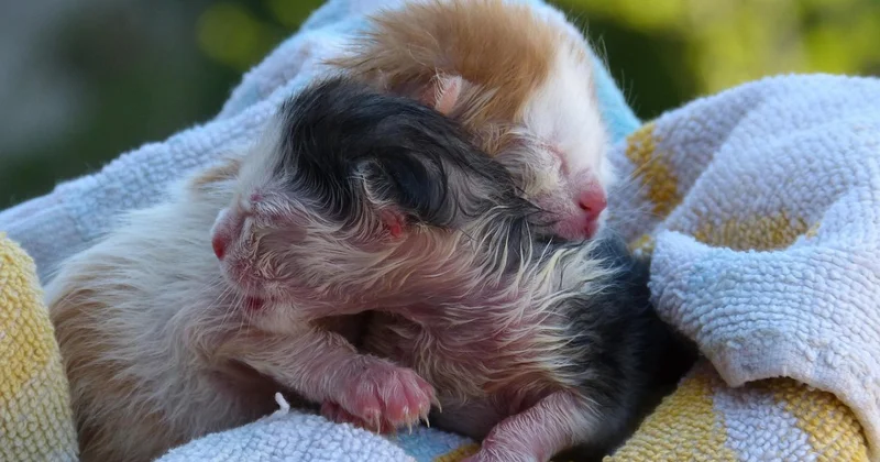 Котенок мутант родился в Бразилии