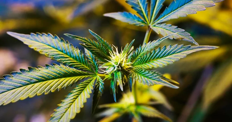 Правила промышленной переработки конопли утвердили в Казахстане