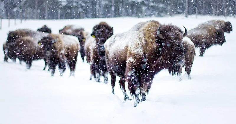 Это не северная Америка: бизоны покоряют Карагандинкую область