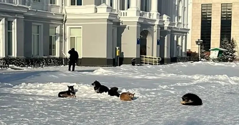 Қаңғыбас иттерге қақпан болмай тұр