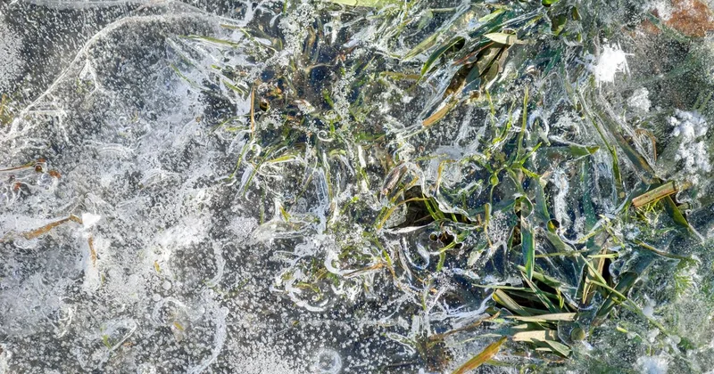 Ледяной джут в Мангистауской области: экологи заявили, что домашний скот в опасности