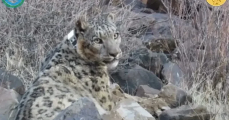 GPS устройство надели на снежного барса в нацпарке "Алтын Эмель"