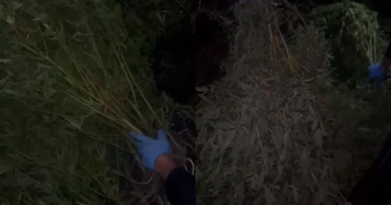 Қарағанды тұрғыны әкесінің пәтерінде қарасора өсірген