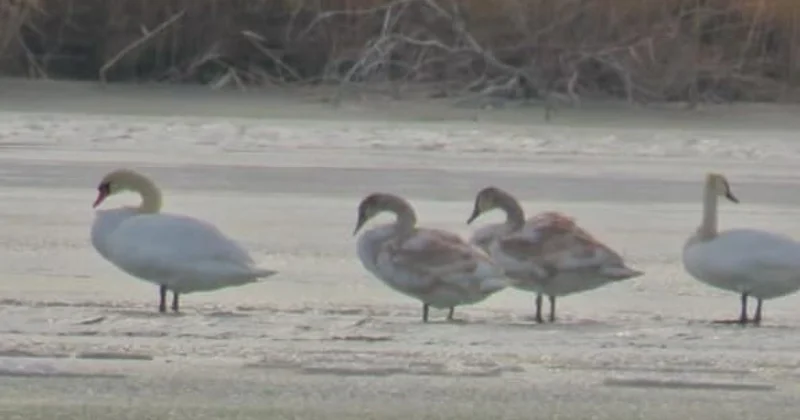 Аққулар отбасы: Табиғи паркте сирек құбылыс тіркелді