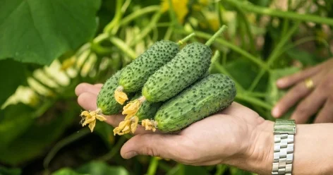 Высокие цены на огурцы прокомментировали в Минторговли