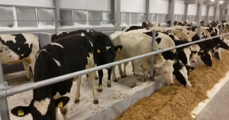 СҚО ға Германиядан 165 бас асыл тұқымды ірі қара әкелінді