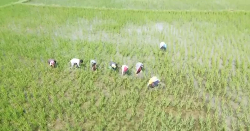 Үндістан Иранға күріш экспорттауды тоқтатты