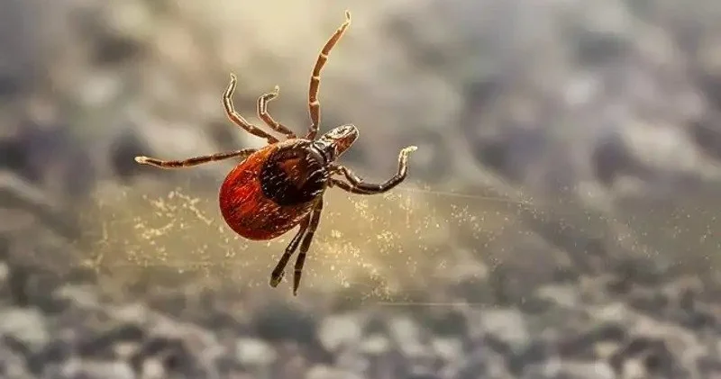 Қызылордада кене ошағы есебіндегі 111 елді мекен залалсыздандырылды