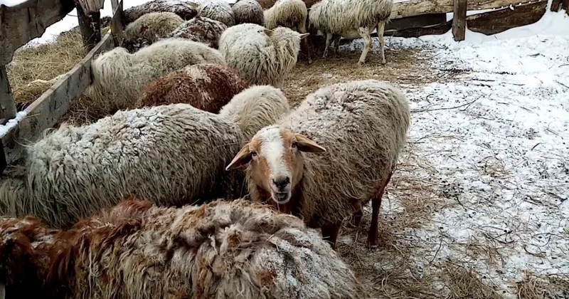 Ауладағы малды қырып жатыр: Жылыой ауданының тұрғындары бұралқы иттерге шағымдануда