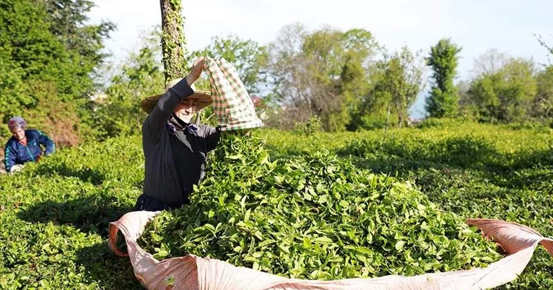 Қытай 2030 жылға қарай шай индустриясын 1,5 трлн юаньға жеткізуді көздейді