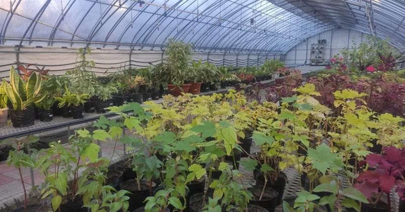 Казахстанские ученые разработали метод выявления опасных патогенов у растений