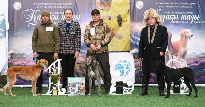 Выставка собак породы тазы прошла в Алматы