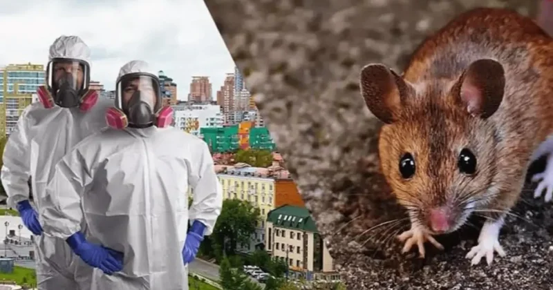 В Алматы стартует весенняя кампания по борьбе с грызунами