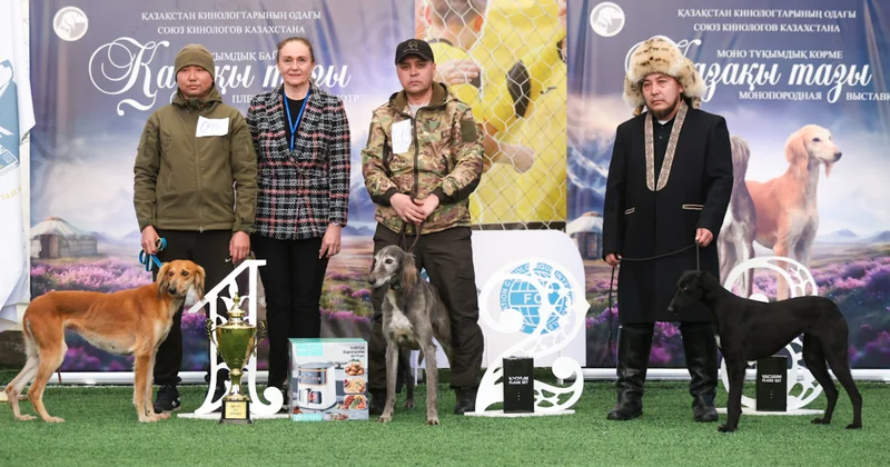 Алматыда қазақы тазыға арналған кинологиялық іс шаралар маусымы ашылды