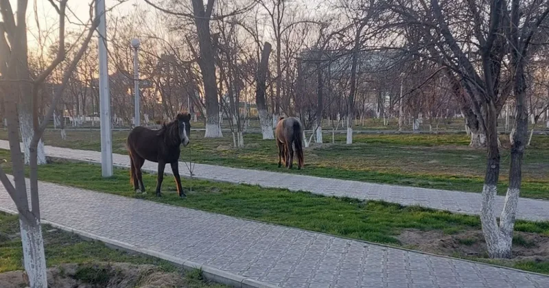 Лошади свободно разгуливали в нескольких микрорайонах Актау