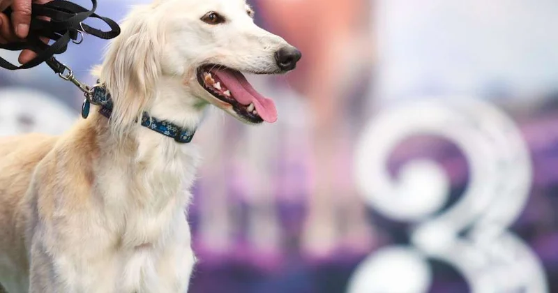 Более 100 собак породы казахский тазы показали на выставке в Алматы