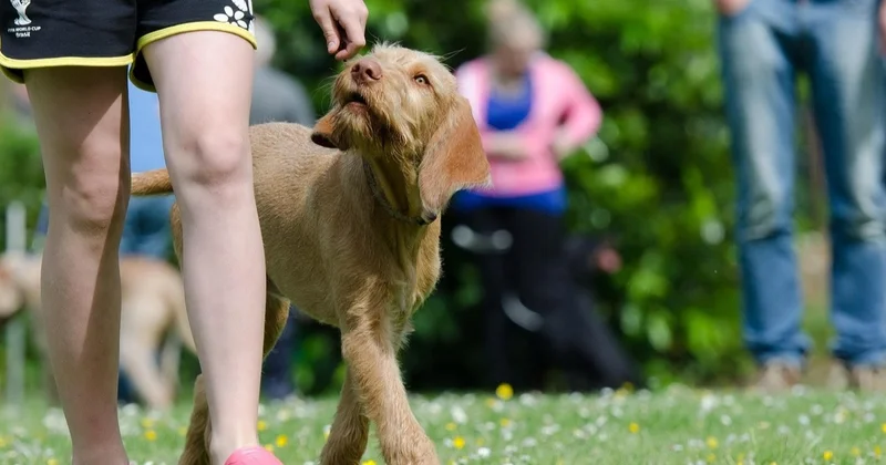 Ит асырауға салық енгізу ұсынысын әлі зерттеу керек ҰЭМ