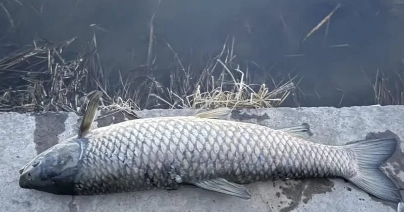 Мертвые рыбы напугали астанчан: Комитет рыбного хозяйства прокомментировал ситуацию