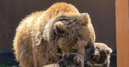 Алматы зообағында қонжықтарға ат қою науқаны басталды