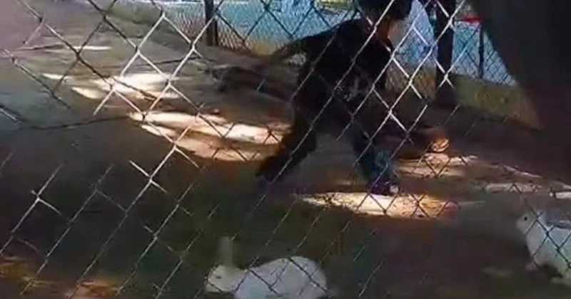 Ребёнок бегал за животными в шымкентском зоопарке и пугал их с позволения родителей. Видео