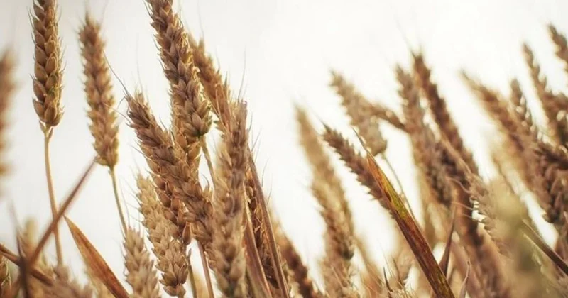 Ормуз бұғазындағы шектеу және нанның бағасы: Қазақстанға тыңайтқыш тапшылығы туындай ма?