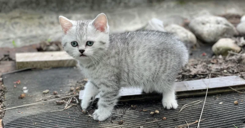 В Бишкеке девушка издевается над хозяевами пропавших животных