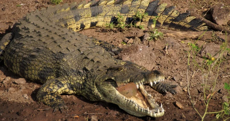 Крокодил разорвал руку 72 летнему дайверу в Мексике