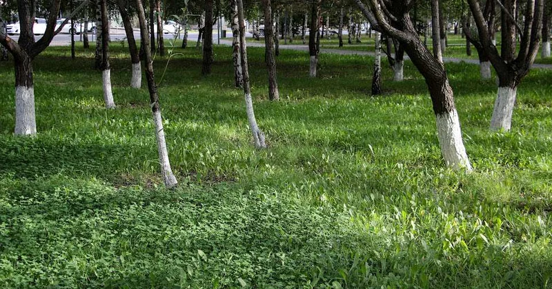 В Алматы стартовала новая экологическая акция