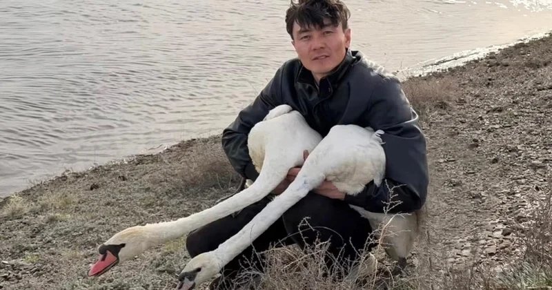 Павлодар облысында мұз құрсауынан құтқарылған аққулар айдынына оралды