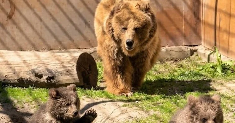 В алматинском зоопарке родились детеныши тяньшанских бурых медведей Аналитический интернет журнал Власть