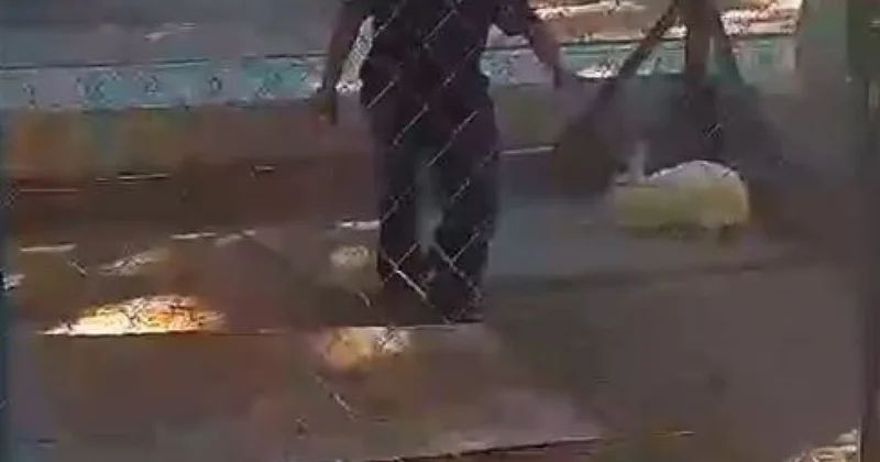 Ребенок забежал в вольер к животным в зоопарке Шымкента