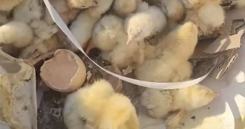 СҚО да қоқысқа тасталған жұмыртқалардан жүзге жуық балапан шықты