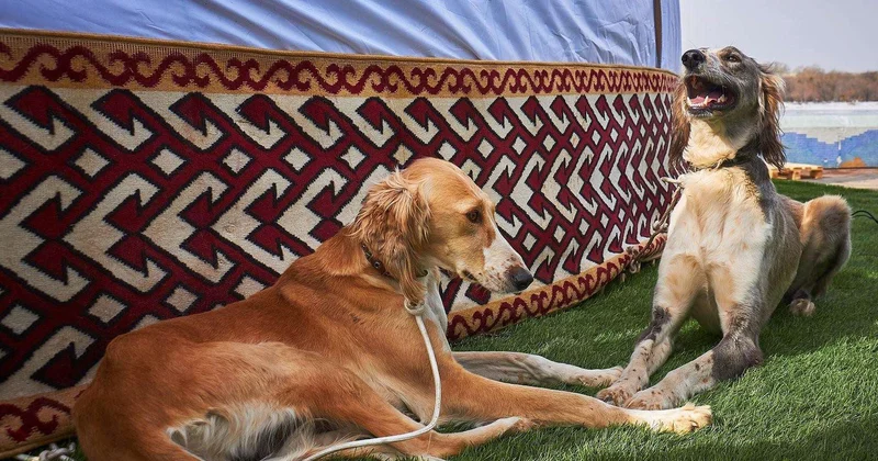 Весенние выходные с казахским тазы