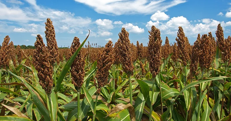 Шығыны аз, шығымы мол