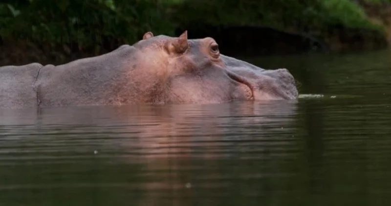 Колумбия Эскобардан қалған сусиырлар санын қысқартпақ