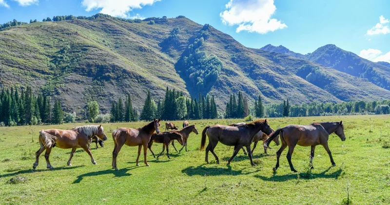 Жылқы көбейсе ел ырысы