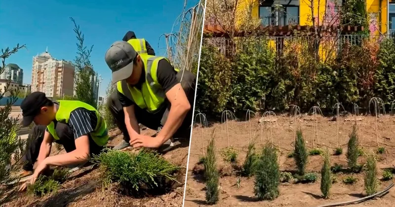 Үлкен Алматы өзені жағалауында жаңадан отырғызылған ағаштардың алынып тасталғаны рас па